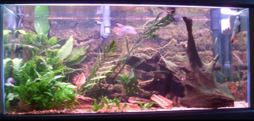 Rated #160: 40 Gallons Planted Tank - My Tank