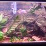 40 gallons planted tank (mostly live plants and fish) - My Tank