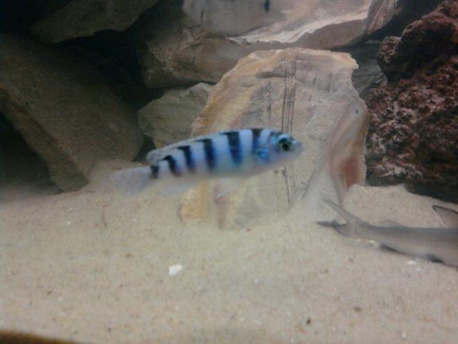 freshwater fish - metriaclima lombardoi - kenyi cichlid stocking in 40 gallons tank - Beautiful...