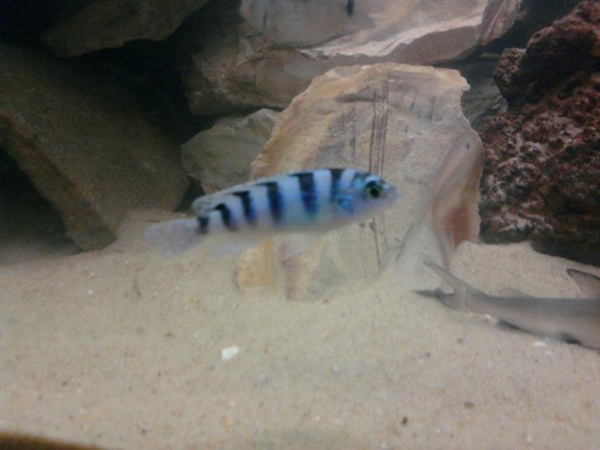 Rated #1691: Freshwater Fish - Metriaclima Lombardoi - Kenyi Cichlid Stocking In 40 Gallons Tank - Beautiful...