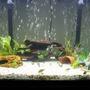 fish tank picture - A closer shot of my 110 gallon planted tank...sorry for the blur. The bubbles and the fish were really truckin'. ;)