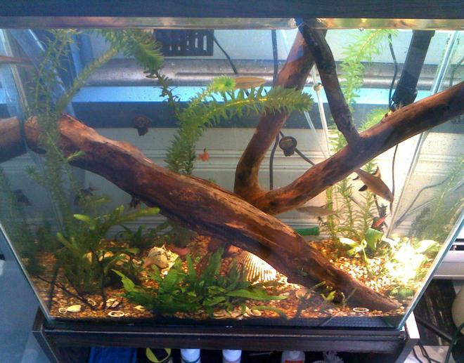 30 gallons freshwater fish tank (mostly fish and non-living decorations) - 1 year old 30 gallon tall tank.