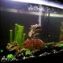 72 gallons freshwater fish tank (mostly fish and non-living decorations) - My Freshwater Tank