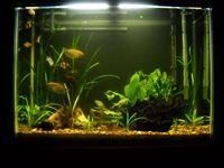 Rated #202: 37 Gallons Planted Tank - 37gal.low-light,low-tech