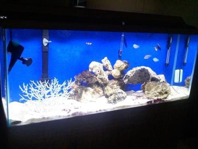 55 gallons saltwater fish tank (mostly fish, little/no live coral) - switched my fresh water tank to salt