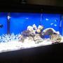 55 gallons saltwater fish tank (mostly fish, little/no live coral) - switched my fresh water tank to salt