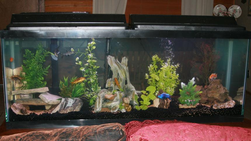 Rated #269: 55 Gallons Freshwater Fish Tank - I am new to Cichlid's and this tank is 2 weeks old. All of the petrified wood and rocks were collect from the ranch except the artificial in the middle.