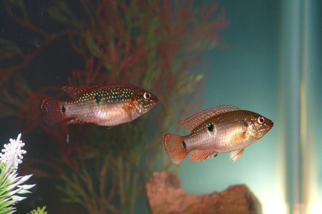 freshwater fish - hemichromis bimaculatus - jewel cichlid stocking in 55 gallons tank - Jeweled Cichlids
