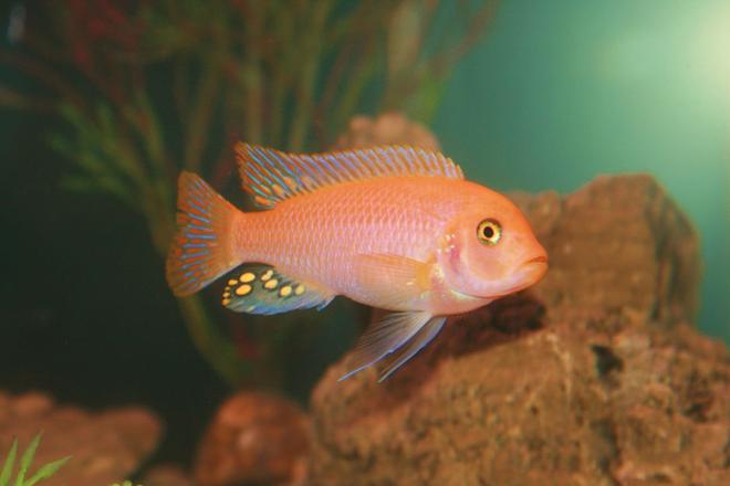 freshwater fish - pseudotropheus estherae - red zebra cichlid stocking in 55 gallons tank - Red Zebra