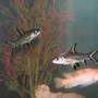 freshwater fish - balantiocheilus melanopterus - bala shark stocking in 55 gallons tank - Bala Sharks