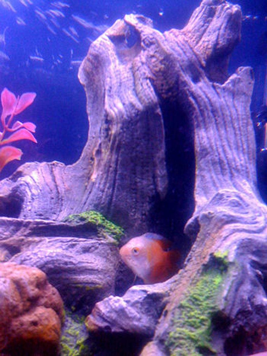 Rated #118: Freshwater Fish - Colisa Lalia - Flame Dwarf Gourami Stocking In 16 Gallons Tank - "Tropicana", our Flame Gourami.