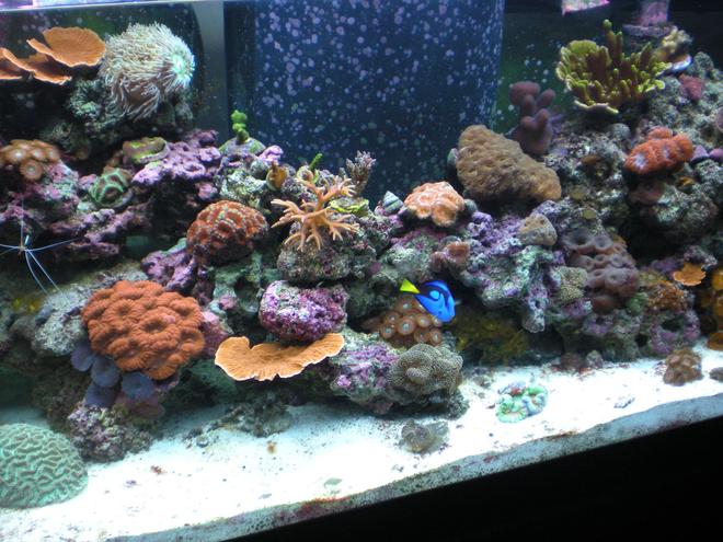 75 gallons reef tank (mostly live coral and fish) - new 75 gal tank