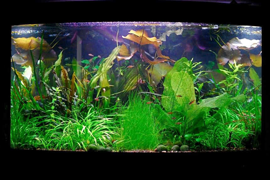 Rated #31: 50 Gallons Planted Tank - June 2010.. ever changing:)