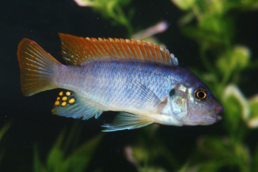 Rated #148: Freshwater Fish - Labidochromis Sp. - Hongi Stocking In 55 Gallons Tank - Red Cap Itungi