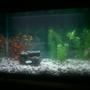 20 gallons freshwater fish tank (mostly fish and non-living decorations) - my tank