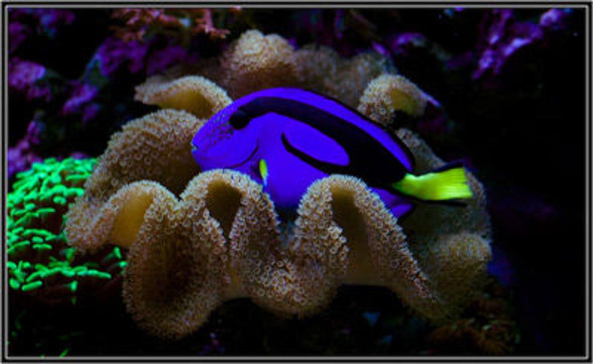 saltwater fish - paracanthurus hepatus - blue tang - rate it