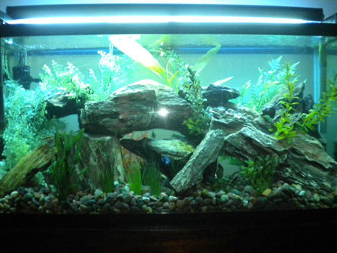 90 gallons freshwater fish tank (mostly fish and non-living decorations) - my new set up