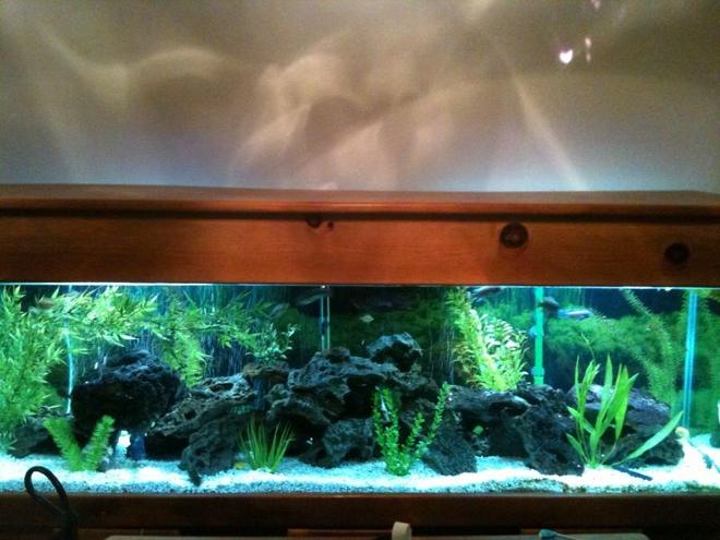 125 gallons freshwater fish tank (mostly fish and non-living decorations) - 125 gallon tank