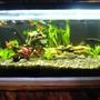 fish tank picture - front view..