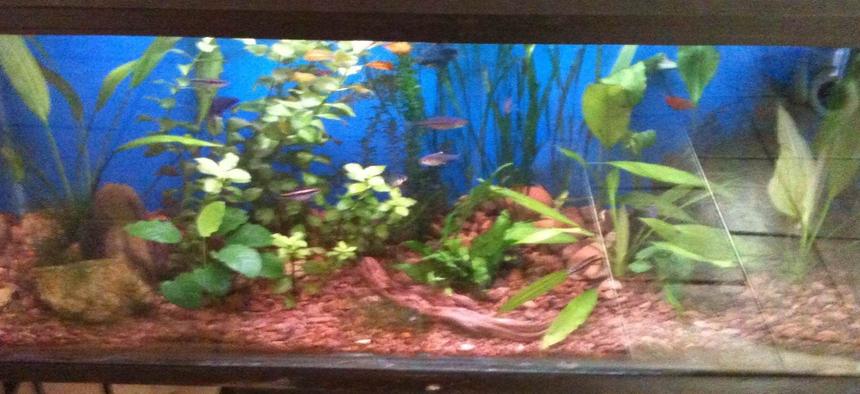 Rated #190: 26 Gallons Planted Tank - Community tank