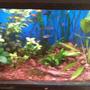 26 gallons planted tank (mostly live plants and fish) - Community tank