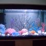 30 gallons freshwater fish tank (mostly fish and non-living decorations) - picture of fluval roma Decorated according to its style