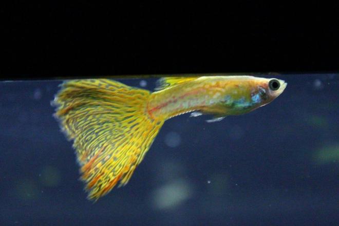 freshwater fish - poecilia reticulata - lemon cobra guppy stocking in 29 gallons tank - guppy
