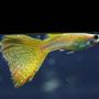 freshwater fish - poecilia reticulata - lemon cobra guppy stocking in 29 gallons tank - guppy