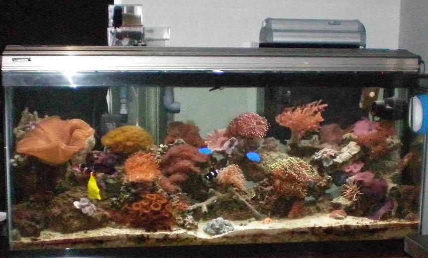Rated #74: 60 Gallons Reef Tank - I have a yellow tang, reef beautie, 2 blue dammsels, scooter bleene, dwarf lion fish,black clown and orange clown, copperband, urchent. inverts, 3 skunk cleaner shrimp, fireshrimp, pepermint shrimp, purple lobster, sally lightfoot, aarow crab, annome crab,had a green brittle he killed 200$ worth of fish, hes gone now.