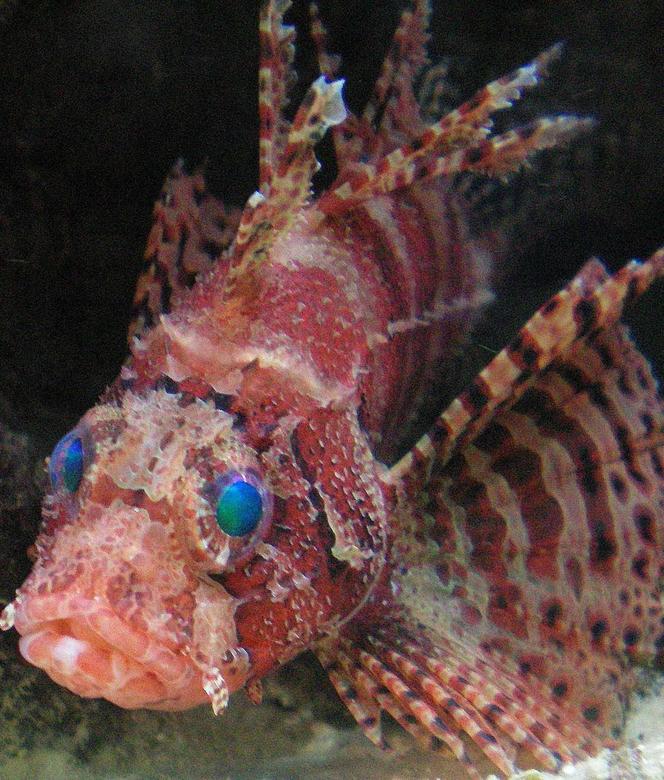saltwater fish - dendrochirus zebra - dwarf/zebra lionfish stocking in 60 gallons tank - Dwarf Lion Fish