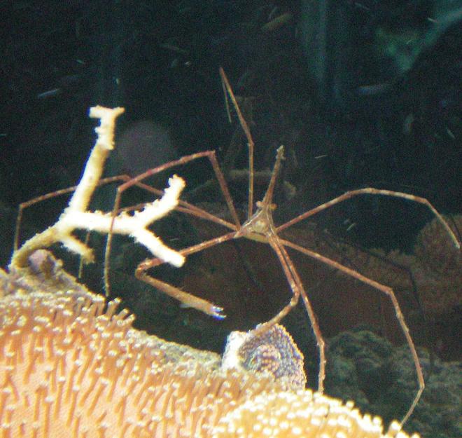 corals inverts - stenorhynchus seticornis - arrow crab stocking in 60 gallons tank - Aarowhead Crab on Toad Stool Leather