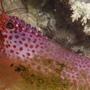 corals inverts - enoplometopus sp. - debelius' reef lobster stocking in 60 gallons tank - Purple Lobster