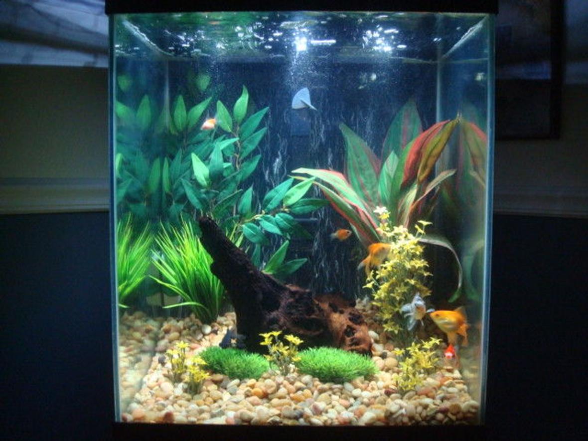 40 gallons freshwater fish tank (mostly fish and non-living decorations) - Goldies at play