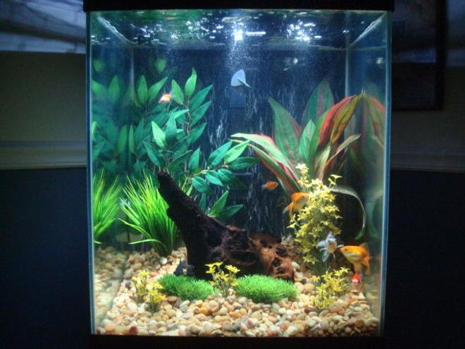 40 gallons freshwater fish tank (mostly fish and non-living decorations) - Goldies at play