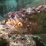 saltwater fish - amphiprion percula - true percula clownfish stocking in 46 gallons tank - My little clown fish with bubbletip anemone