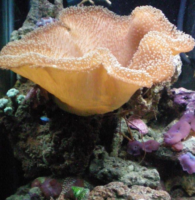 corals inverts - sarcophyton sp. - toadstool mushroom leather coral stocking in 60 gallons tank - my toad stool leather
