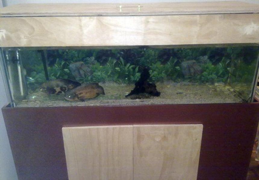 Rated #348: 150 Gallons Freshwater Fish Tank - My tank getting closer to finished. Need to paint the doors and canopy. 1.5m x 0.5m x 0.5m