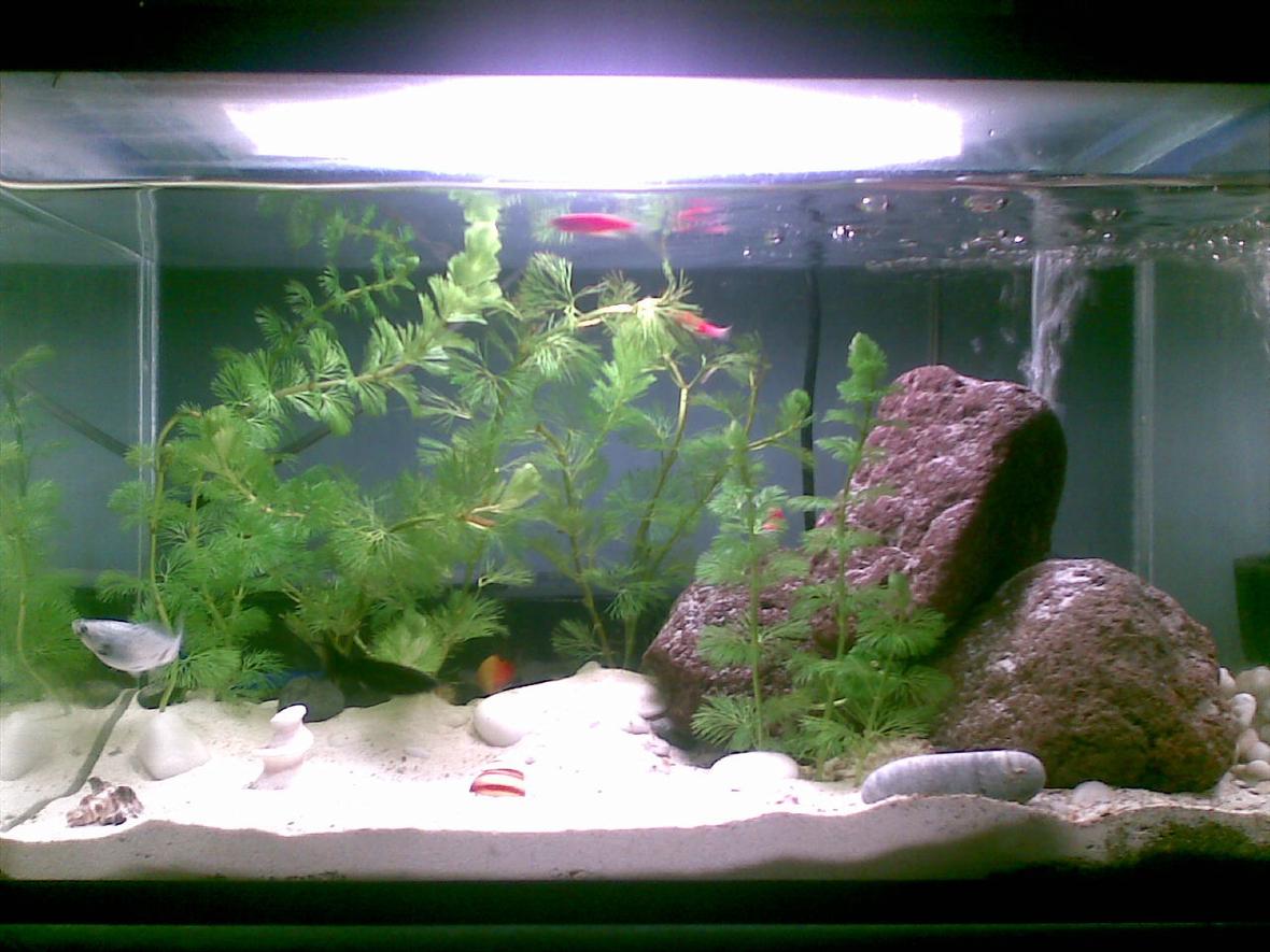 5 gallons planted tank (mostly live plants and fish) - 5 gallon tank with glofish danios and mollies. also planted with sessifloras :) my lighting is a 10000k cfl bulb