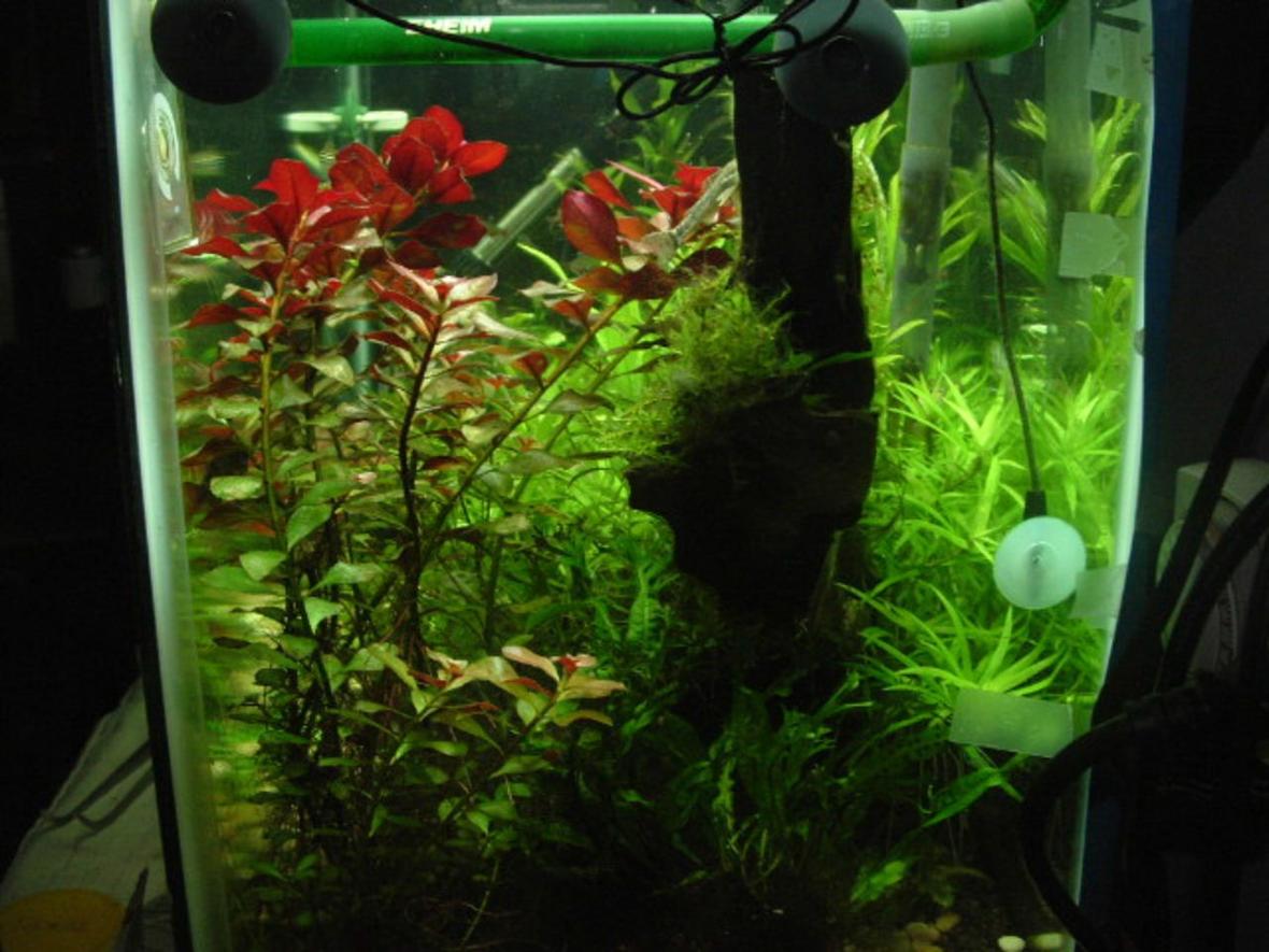 fish tank picture - side view