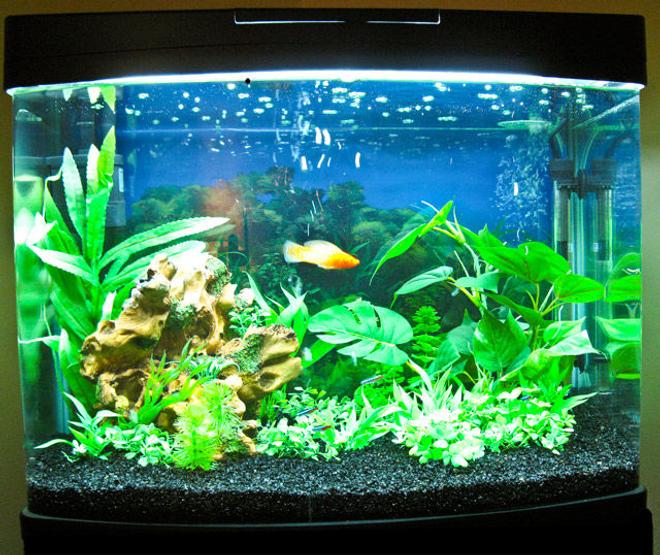25 gallons freshwater fish tank (mostly fish and non-living decorations) - My new Hopar 25 gallon.

6 Neon Tetra, 1 Sailfin Molly