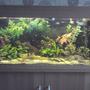 200 gallons freshwater fish tank (mostly fish and non-living decorations) - my tank as it is now. 6 months old. sorry about the poor picture quality!
