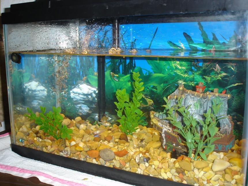 Rated #376: 10 Gallons Freshwater Fish Tank - This is my snail tank.