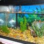 10 gallons freshwater fish tank (mostly fish and non-living decorations) - This is my snail tank.