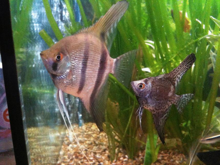 Rated #232: 48 Gallons Freshwater Fish Tank - 2 of my Angels