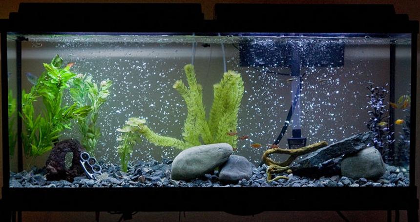 Rated #228: 55 Gallons Freshwater Fish Tank - 1 Blue Grommie
4 Black Molly
2 Balloon Molly
2 Sucker Mouth Catfish
5 Flame Tetra
5 Serpae Tetra
5 Neon Tetra
5 Striped Tetra
2 Red Eye Tetra

I got all the rocks
and only spent nine dollars.

All the plants are fake but I'm going all real plant life very soon 

Lol yes those are Stainless Steel Brass Knuckles in my tank.  Its a long story......