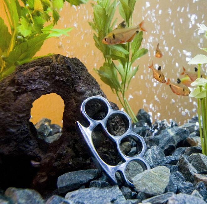 freshwater fish - hyphessobrycon callistus - red minor serpae tetra stocking in 55 gallons tank - My fish are Tough!