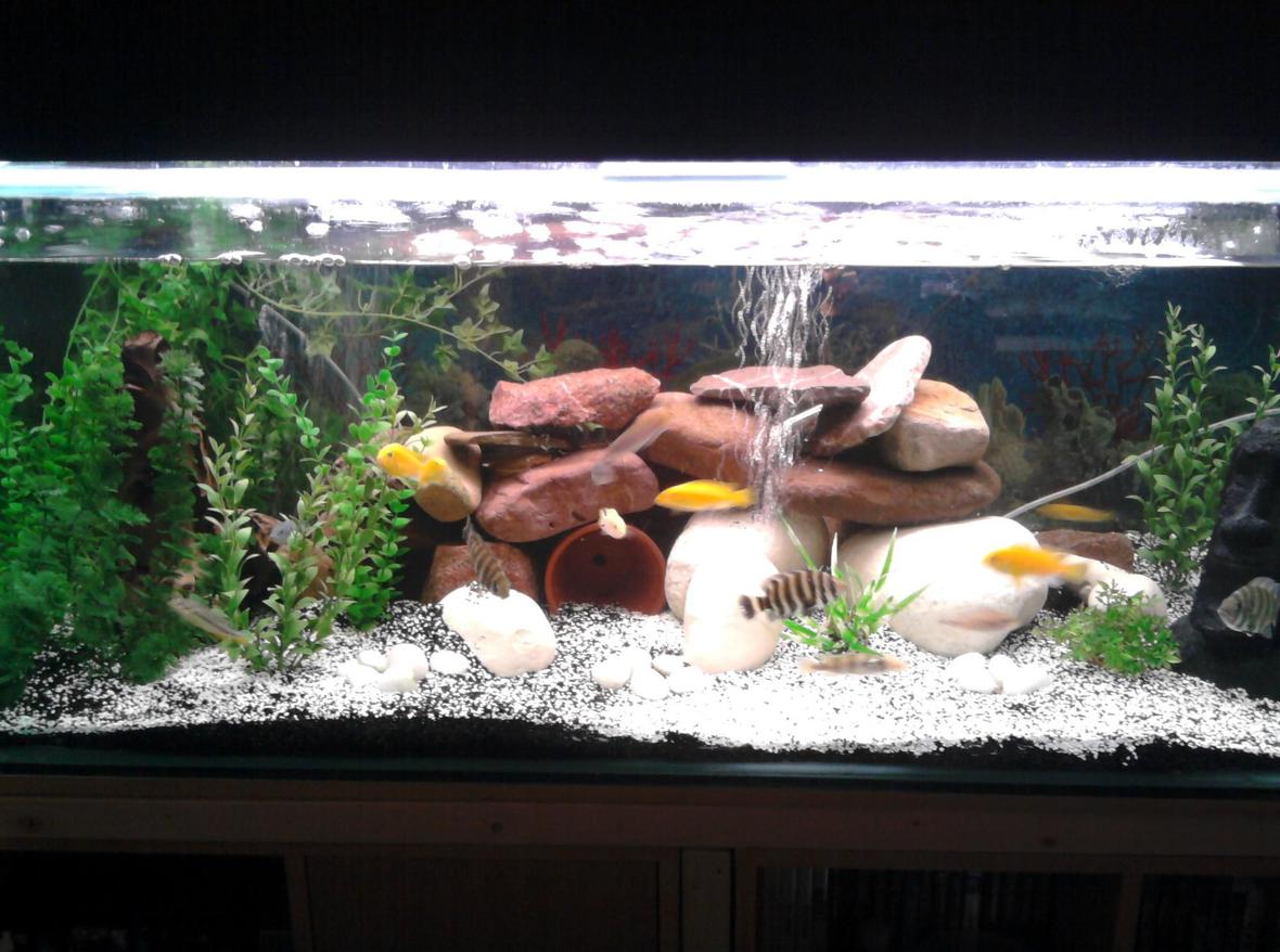 75 gallons freshwater fish tank (mostly fish and non-living decorations) - My new 75 gallon Tank with new decor and new gravel/crushed coral