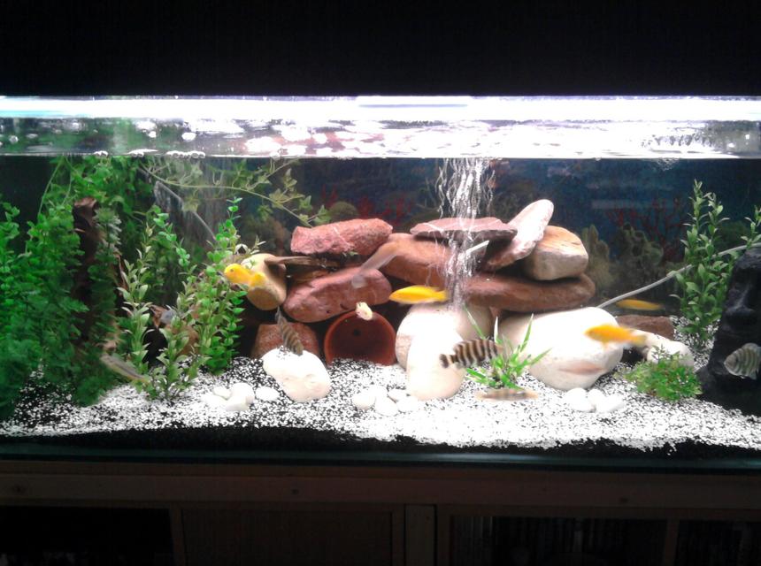 Rated #101: 75 Gallons Freshwater Fish Tank - My new 75 gallon Tank with new decor and new gravel/crushed coral