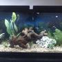 55 gallons planted tank (mostly live plants and fish) - .....