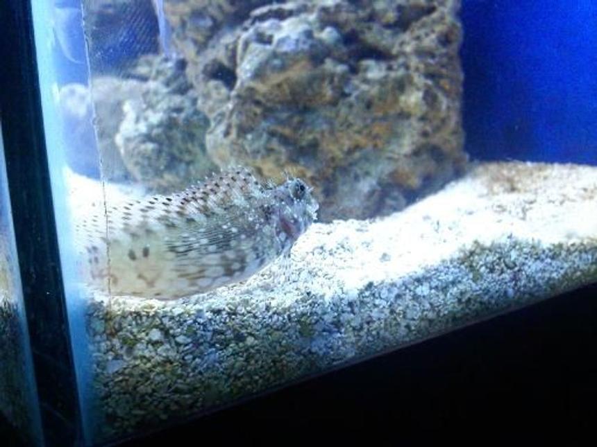 Rated #20: 55 Gallons Saltwater Fish Tank - lawnmower blenny